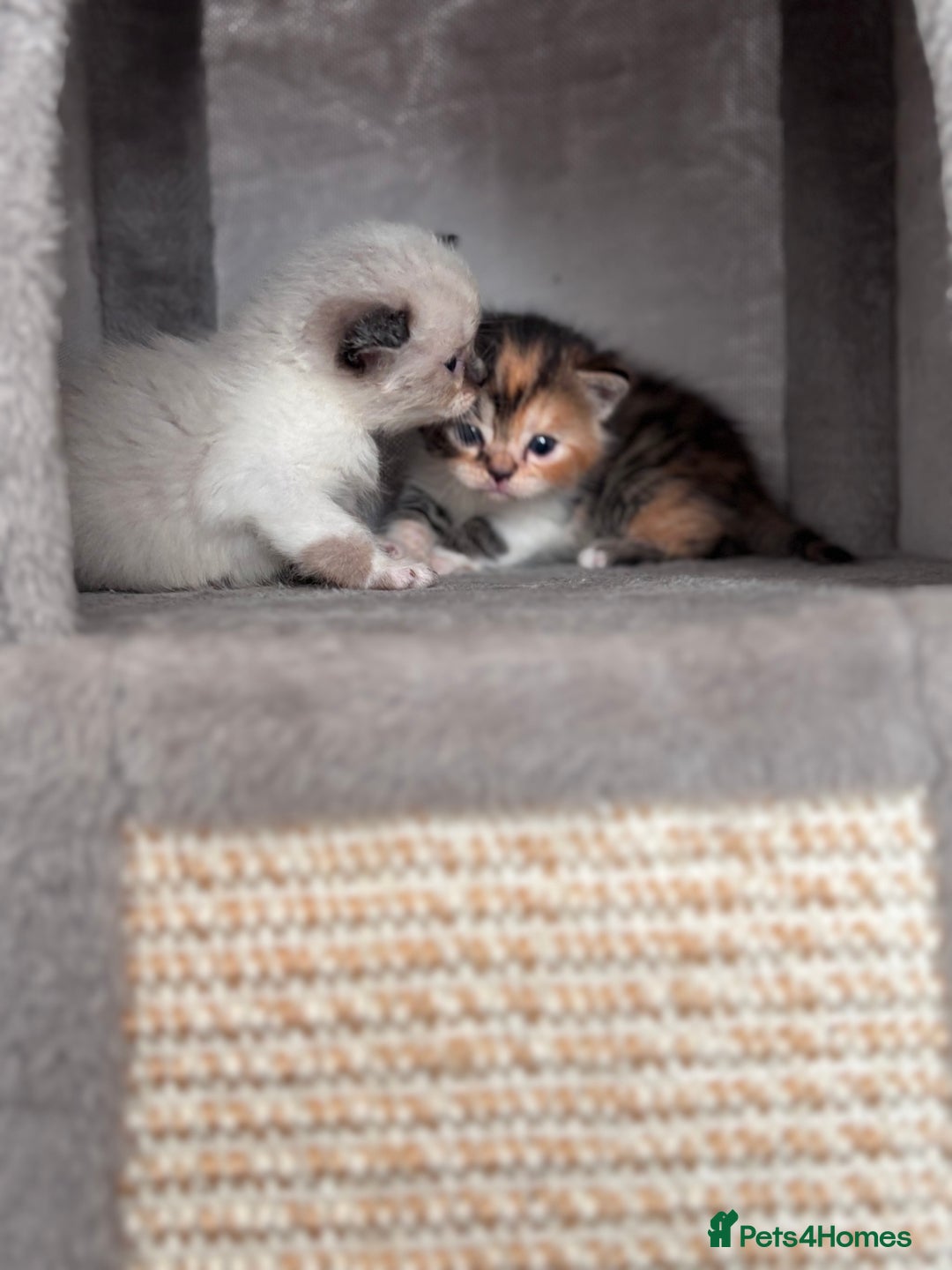 Persian cats for sale: Persian x bengal kitten left  - Image 2