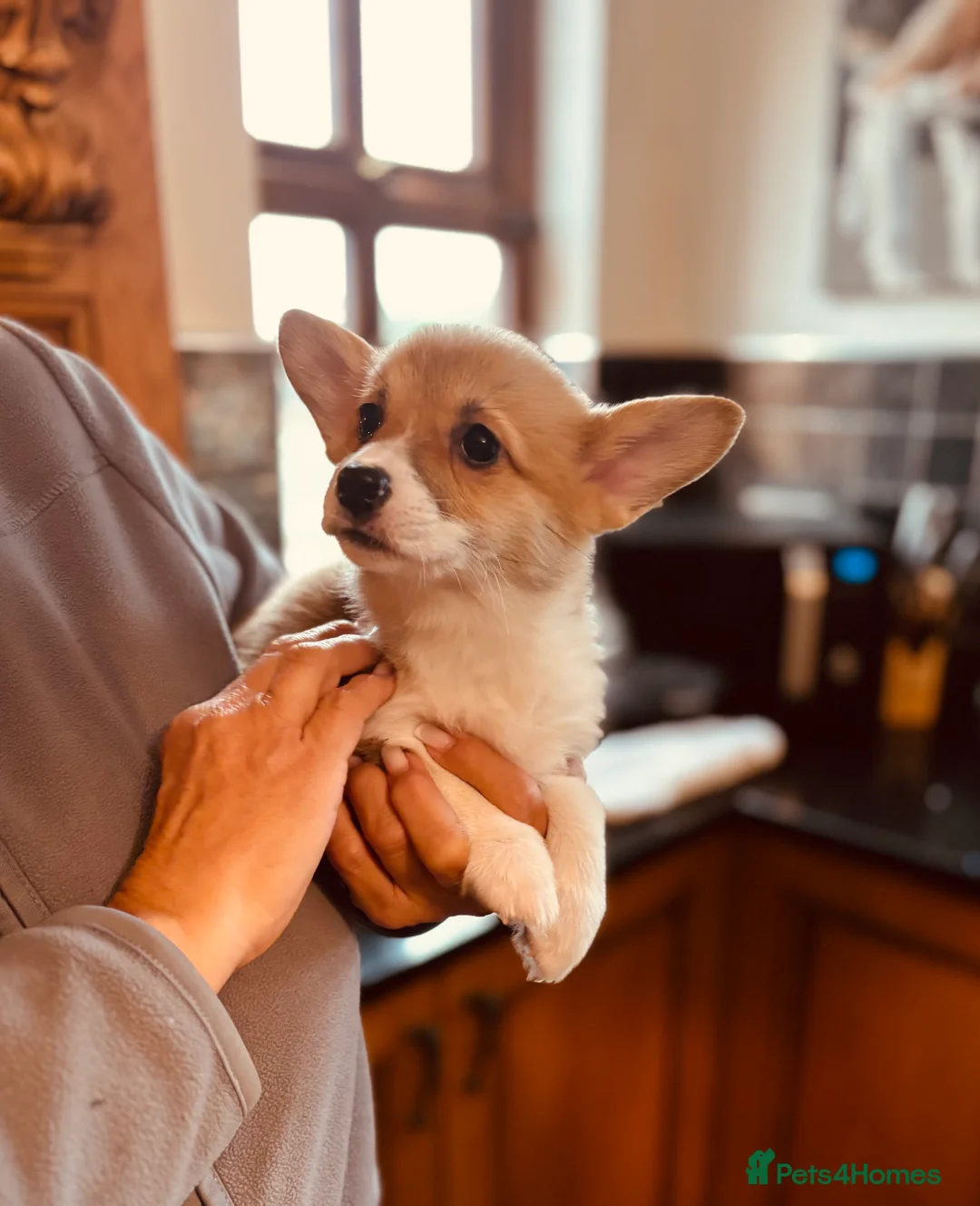 Welsh Corgi Pembroke dogs for sale: KC litter, health tested parents, licensed breeder - Advert 4