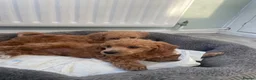 Toy Poodle dogs for sale: Red toy poodles  - Advert 9