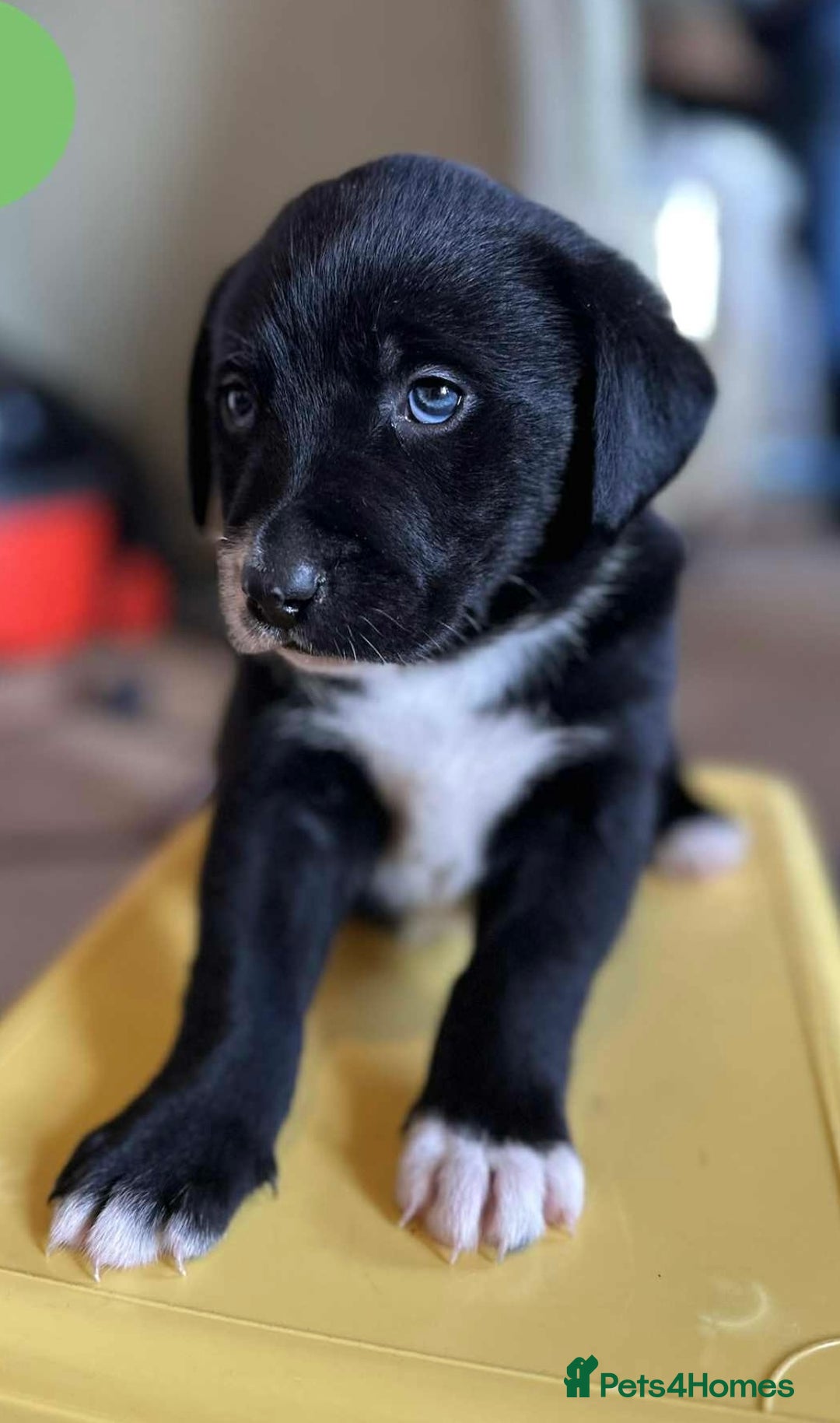 Borador dogs for sale: Pups - Labrador x Collie  - Advert 8
