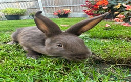Continental Giant rabbits for sale: Continental Giant Male Rabbits For Sale  - Image 4