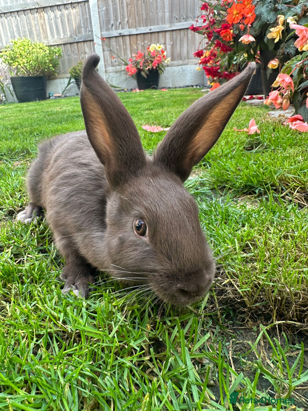 Continental Giant rabbits for sale: Continental Giant Male Rabbits For Sale  - Image 4
