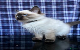 Ragdoll cats for sale: FIFe Registered Ragdoll Kittens Champion Line  - Image 36