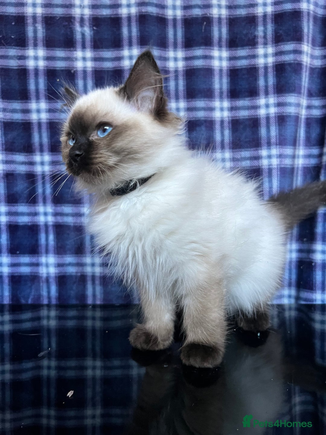 Ragdoll cats for sale: FIFe Registered Ragdoll Kittens Champion Line  - Image 36