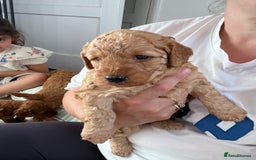 Cockapoo dogs for sale: Beautiful cockapoos  - Image 1