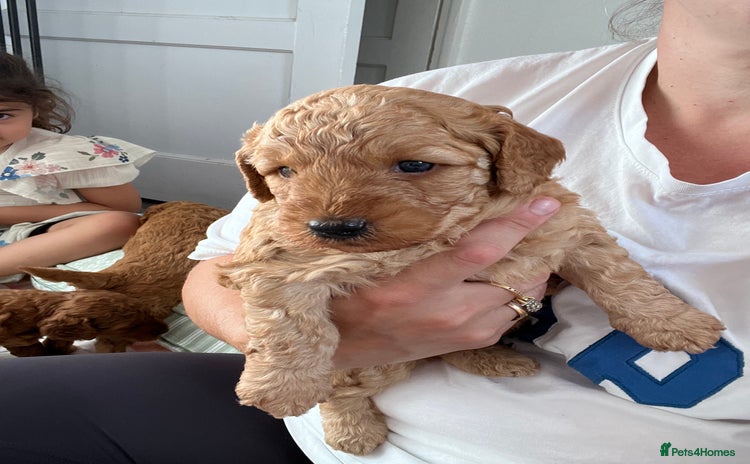 Cockapoo dogs - Advert 2