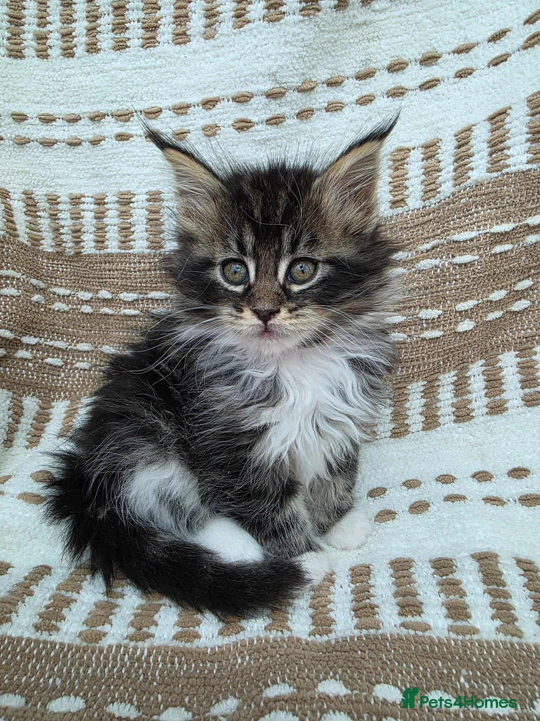 Maine Coon cats for sale: Sociable maine coon kittens - Advert 1