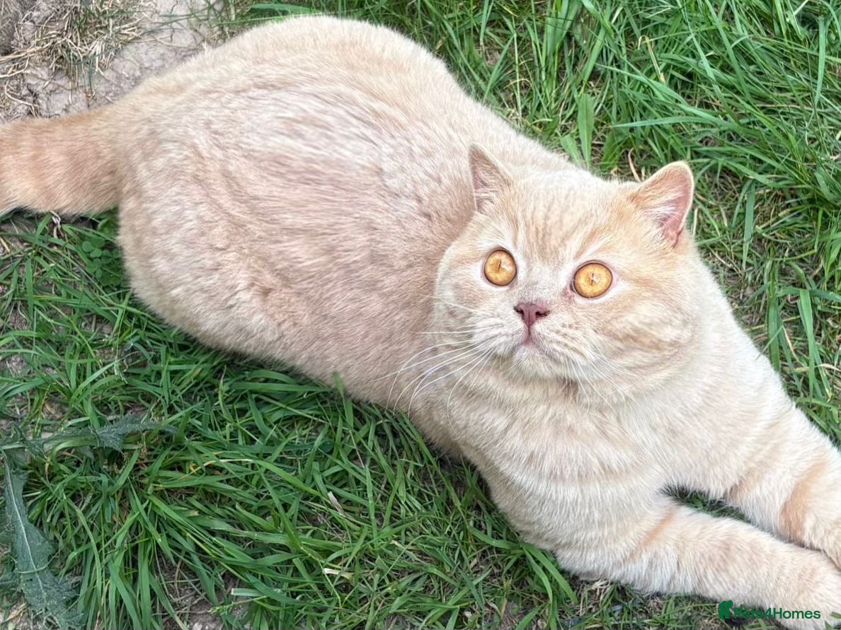 British Shorthair cats CREAM BSH STUD AVAILABLE CHOCOLATE CARRIER - Advert 1