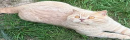British Shorthair cats for stud: CREAM BSH STUD AVAILABLE CHOCOLATE CARRIER - Advert 1