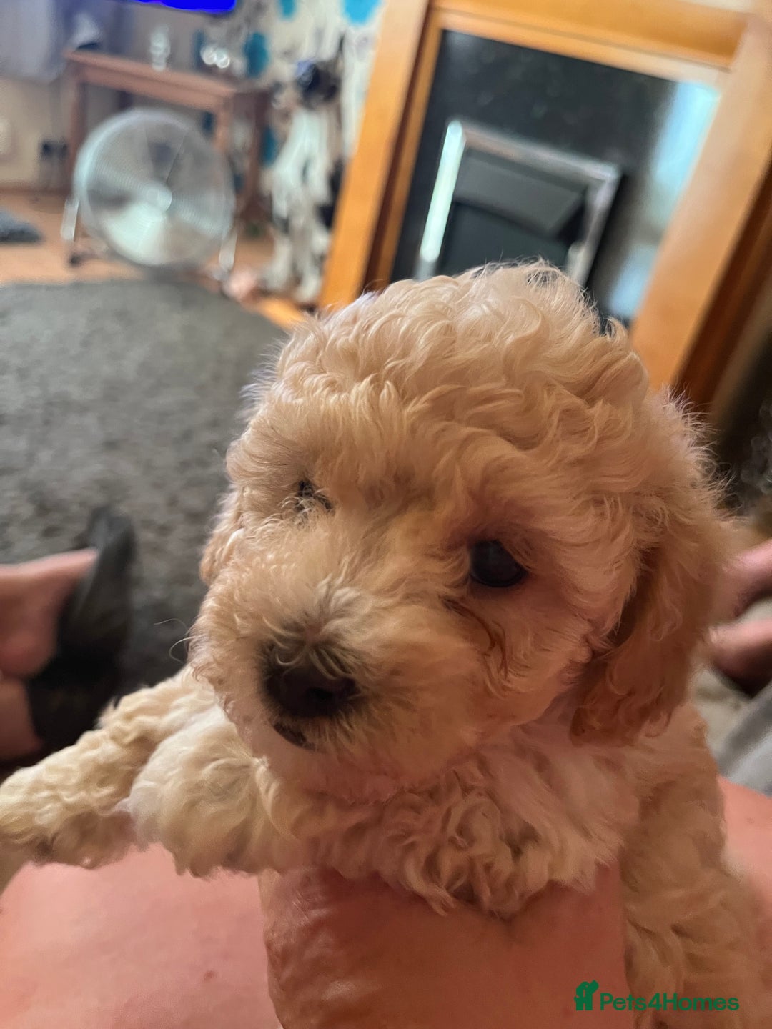 Poochon dogs for sale: 2 poochon girls available  - Image 4