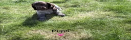 Cocker Spaniel dogs for sale: Spaniel Pups for sale - Advert 9