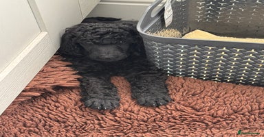 Standard Poodle dogs - Advert 11