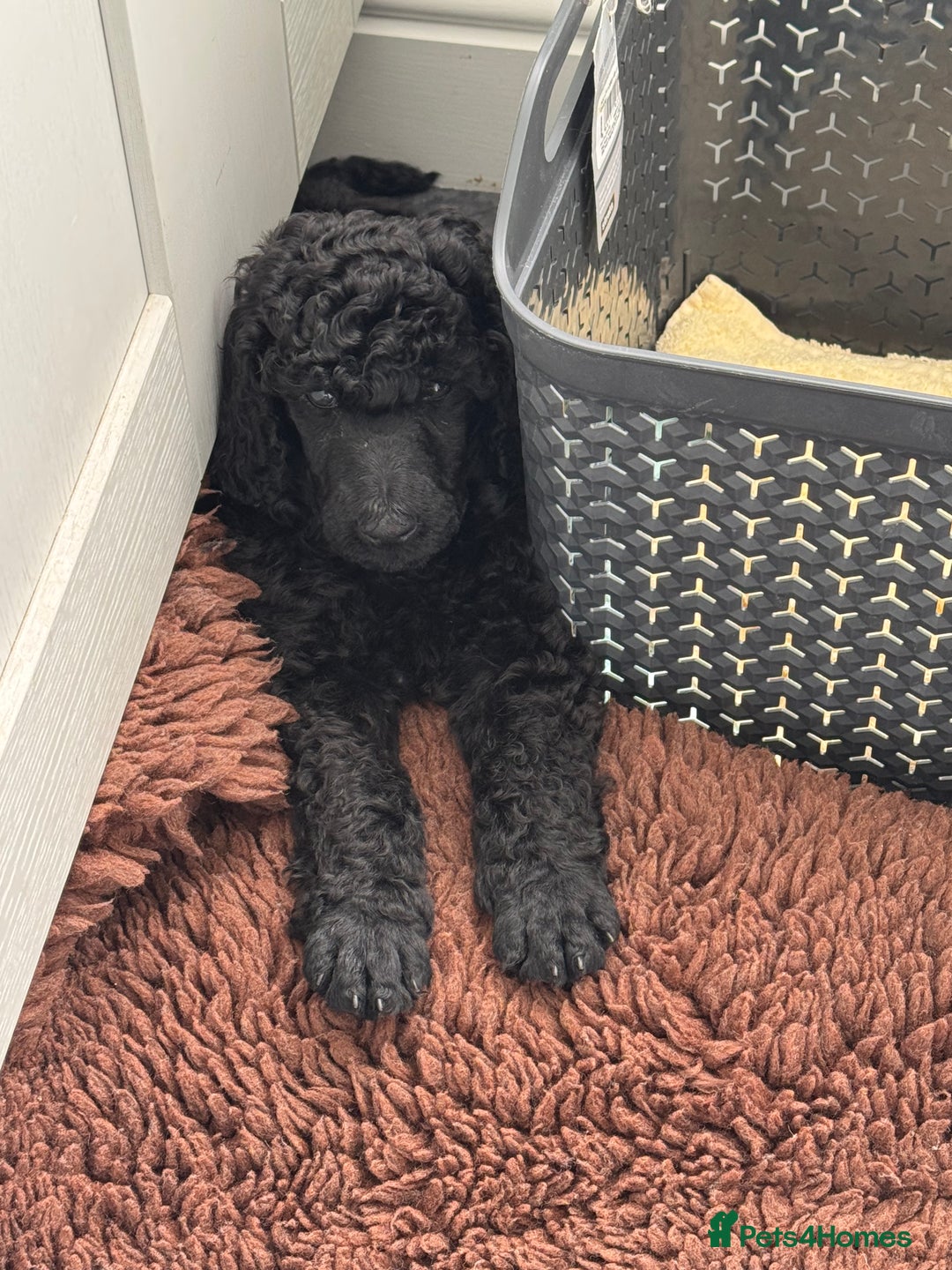 Standard Poodle dogs for sale: Standard Poodle Male  - Image 3
