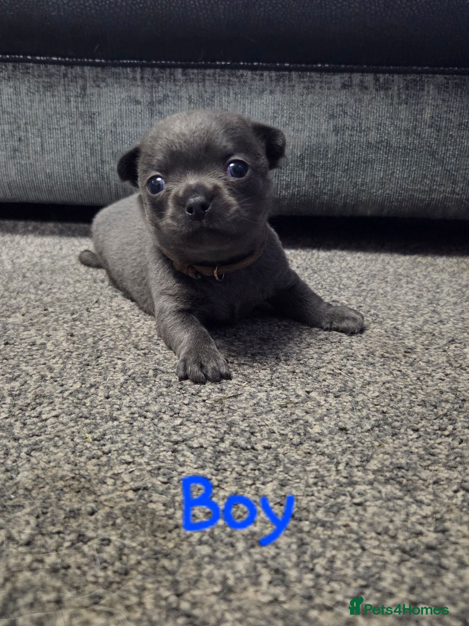 Chihuahua dogs Pedigree Chihuahua Puppies  - Advert 5