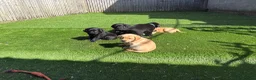 Labrador Retriever dogs for sale: Gorgeous Chunky Pedigree Labs - Advert 7