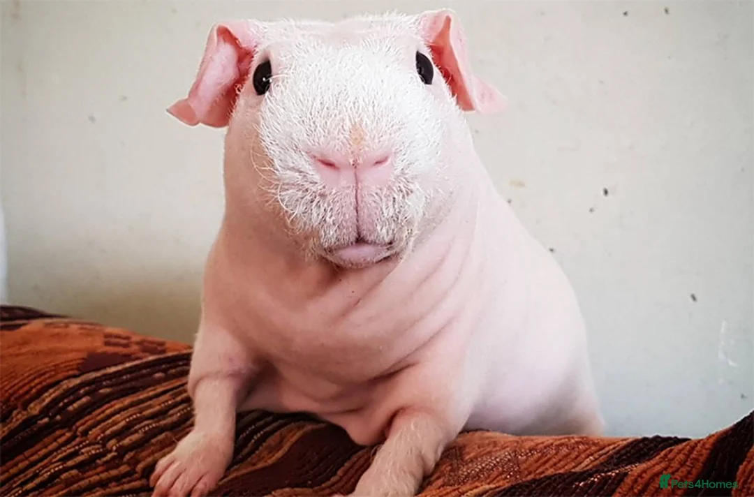 Guinea Pig rodents for sale: 2 Male Skinny Pigs  - Advert 2