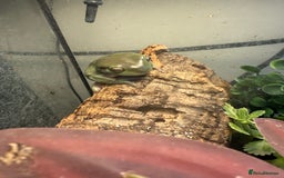 Gecko reptiles for sale: Snowflake whites tree frog pair  - Image 3