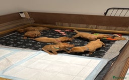 Labrador Retriever dogs for sale: KC Reg Fox Red Labrador Pups from Working Parents - Image 14