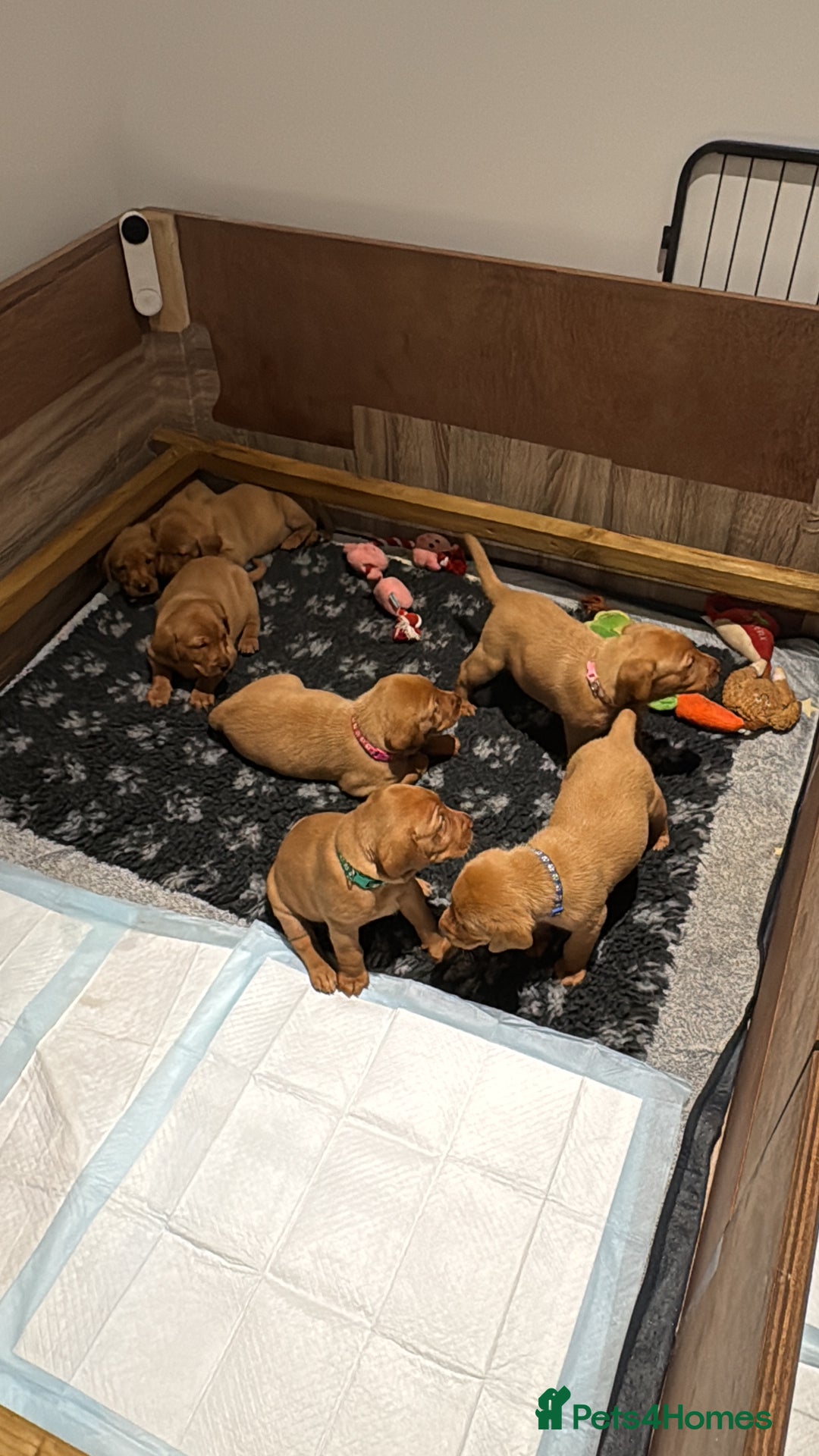 Labrador Retriever dogs for sale: KC Reg Fox Red Labrador Pups from Working Parents - Image 14