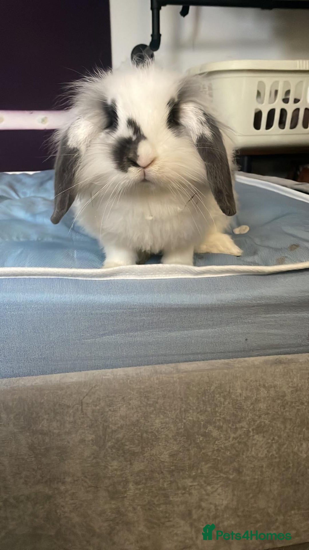 Mixed Breed rabbits for sale: Lionhead*Lop Coco ❤️ - Advert 2