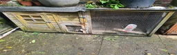 Mixed Breed rabbits for sale: Male mini lop x lionhead - Advert 5