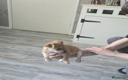 Mixed Breed dogs for sale: Chihuahua x jack Russell puppies 4 boys  - Image 5