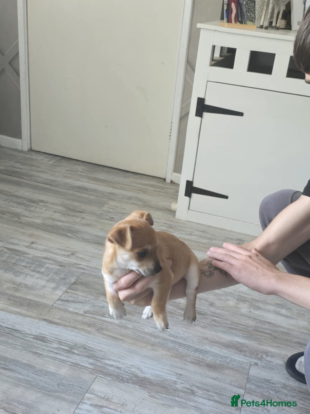 Mixed Breed dogs for sale: Chihuahua x jack Russell puppies 4 boys  - Image 5
