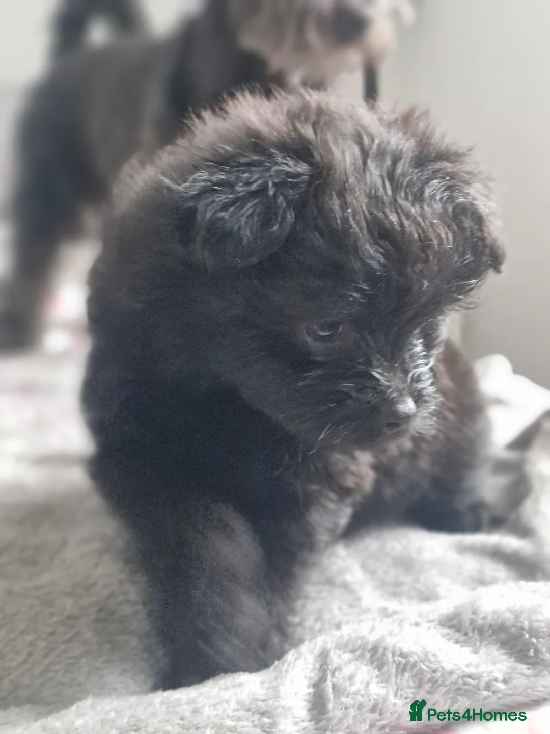 Pomapoo dogs for sale: ✨ Beautiful Pomapoo Puppies – 1,600 ✨ - Advert 12