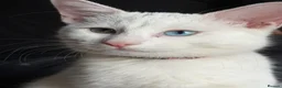 Turkish Angora cats for sale:  Beautiful White Cat  - Advert 2