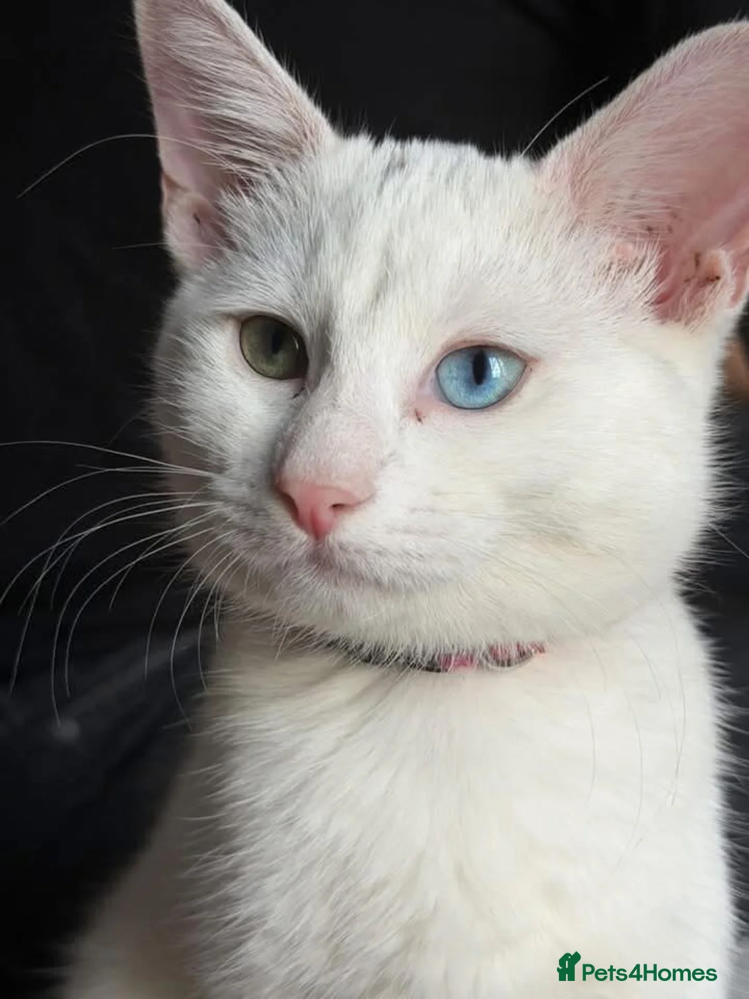 Turkish Angora cats for sale:  Beautiful White Cat  - Advert 2