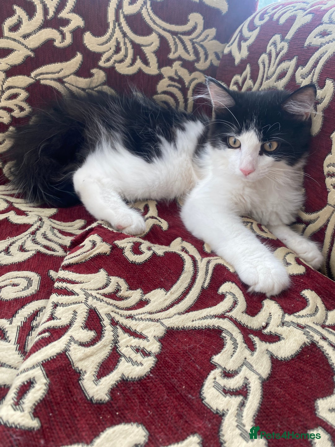 Maine Coon cats for sale: 4 Month-Old Male Kitten Maine Coon Mix  - Image 1