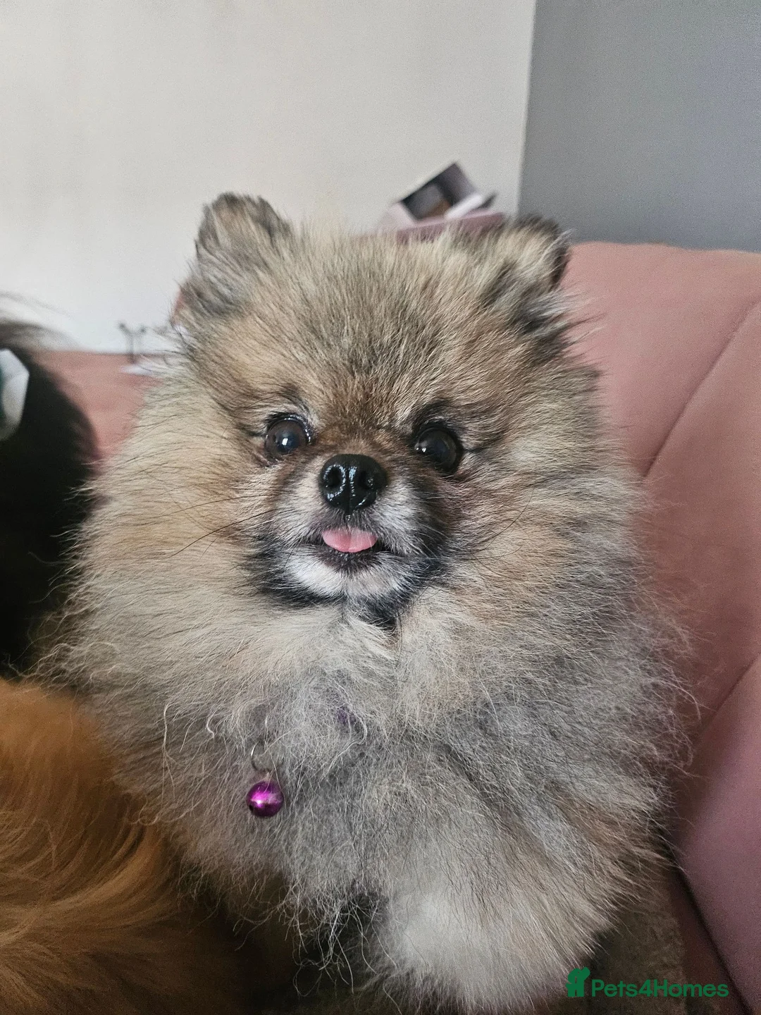 Pomeranian dogs for sale: Pomeranian puppies - Advert 1