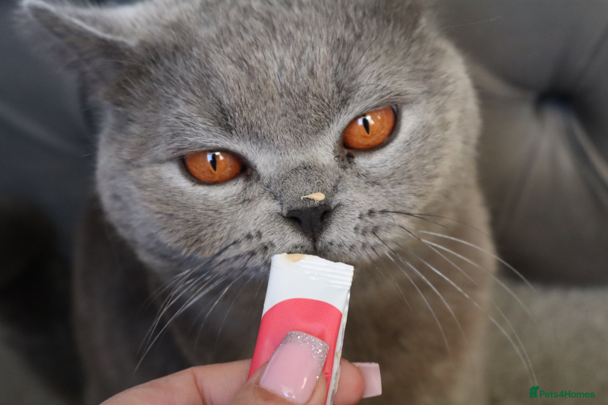 British Shorthair cats Friendly British Blue Boy  - Advert 2