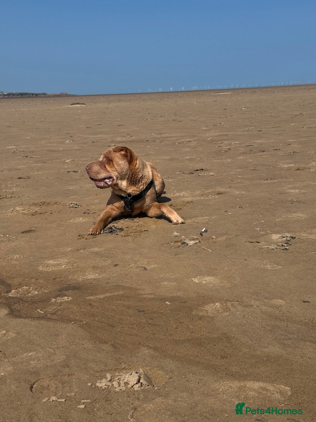Shar Pei dogs for stud: Mr Bear 🐻 🦍 - Image 9