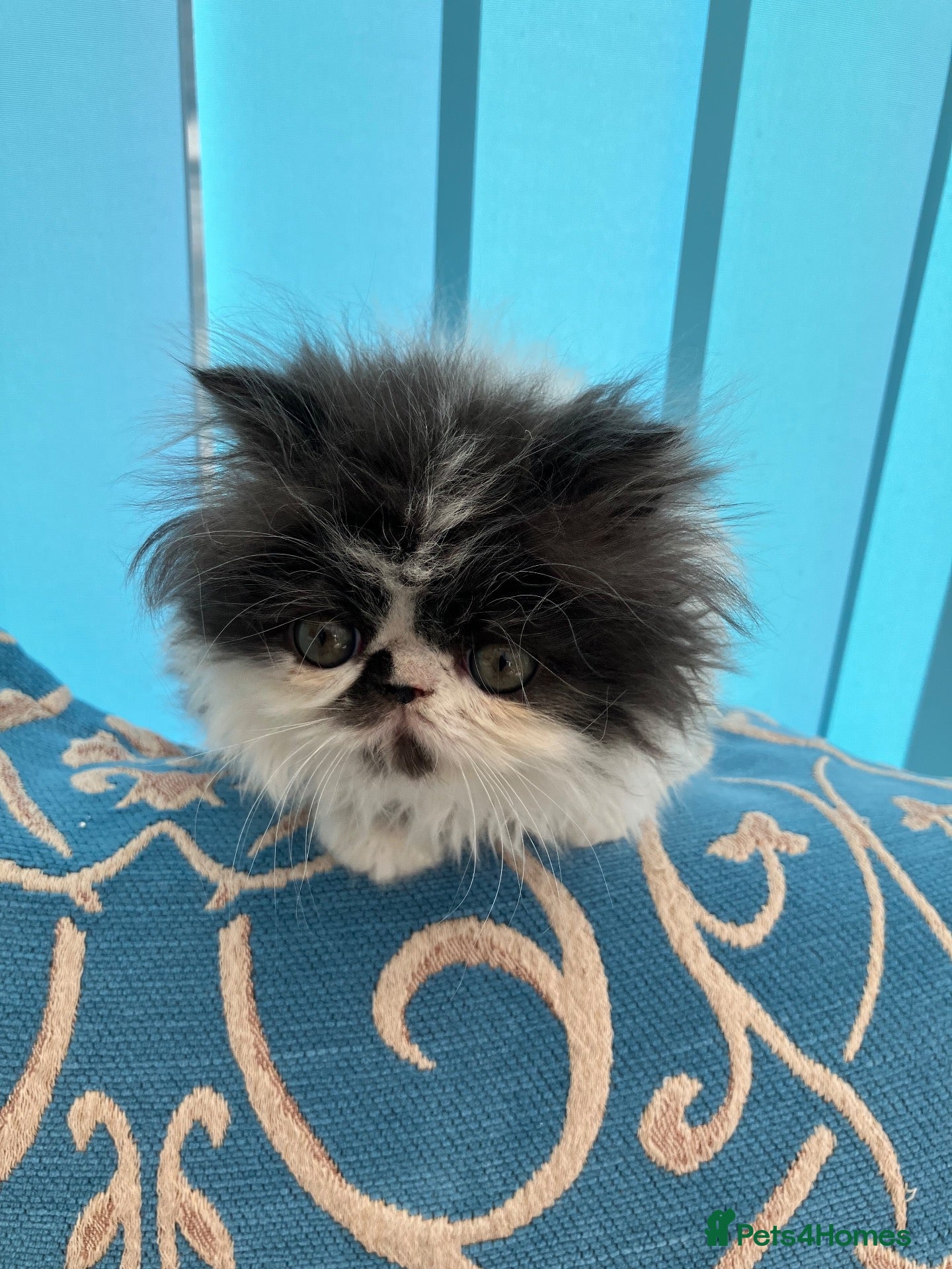 Persian cats Cute GCCF registered Persian Kitten - Advert 9