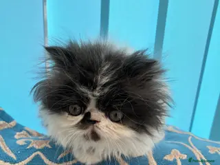 Persian cats Cute GCCF registered Persian Kitten - Advert 9