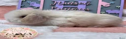 Mini Lop rabbits for sale: Lovely Litter Of Mini Lops - Advert 7