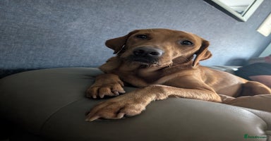 Labrador Retriever dogs - Advert 13