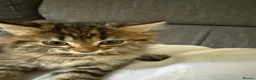 Mixed Breed cats for sale: Mixed breed kittens  - Advert 2