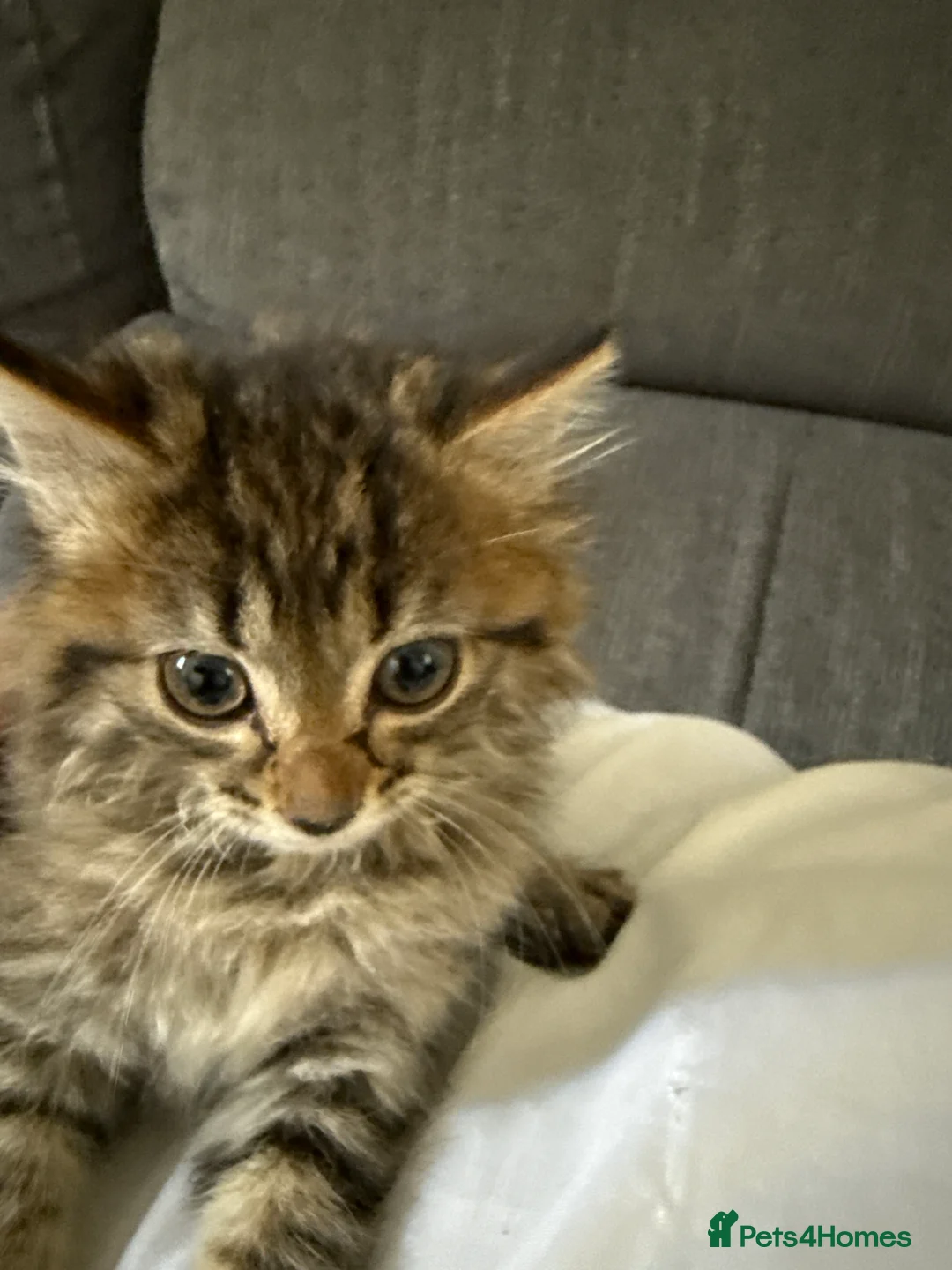 Mixed Breed cats for sale: Mixed breed kittens  - Advert 2