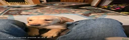 Labrador Retriever dogs for sale: Labrador puppies in Sleaford - Advert 12