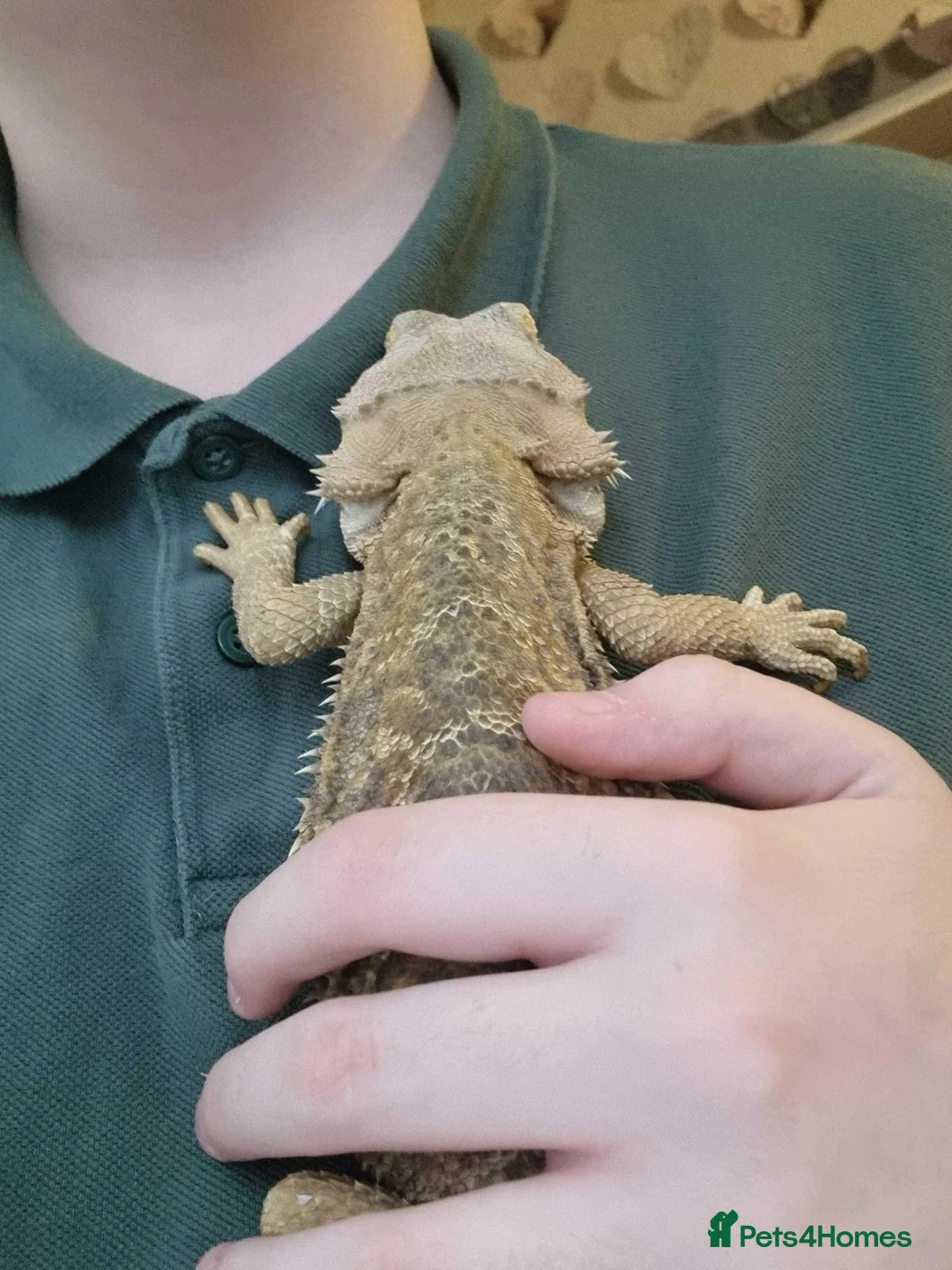 Bearded Dragon reptiles for sale: Estimated 3 yrs old Male beardie - Crowley - Advert 2