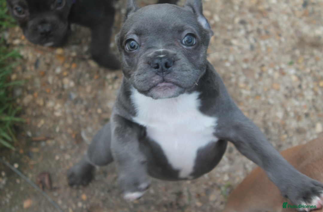 French Bulldog dogs for sale: KC French Bulldog Puppies -Last One.Ready to leave - Image 22