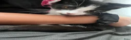 Mixed Breed cats for sale: 4 Mixed Breed Kittens  - Advert 6