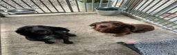 Cocker Spaniel dogs for sale: Working cocker spaniel puppy - Advert 3