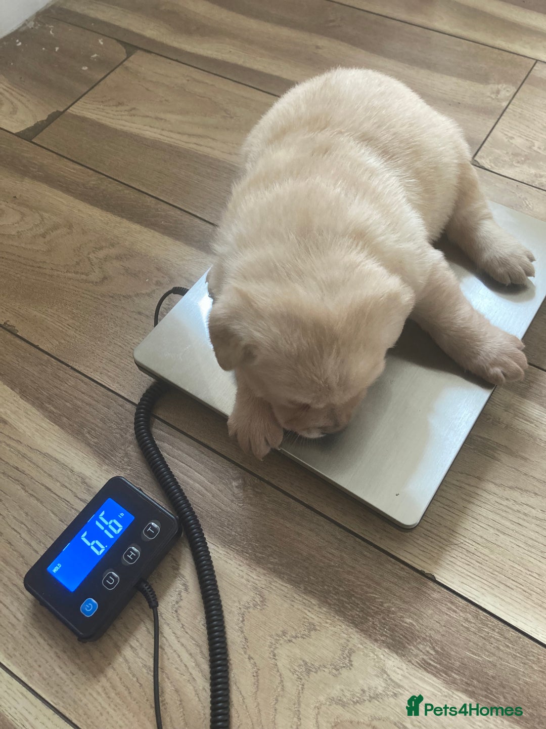 Labrador Retriever dogs for sale: LABRADOR PUPPIES  - Image 7