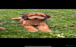 Irish Doodle dogs for sale: REDUCED F1 Miniature Irish Doodle - Image 1