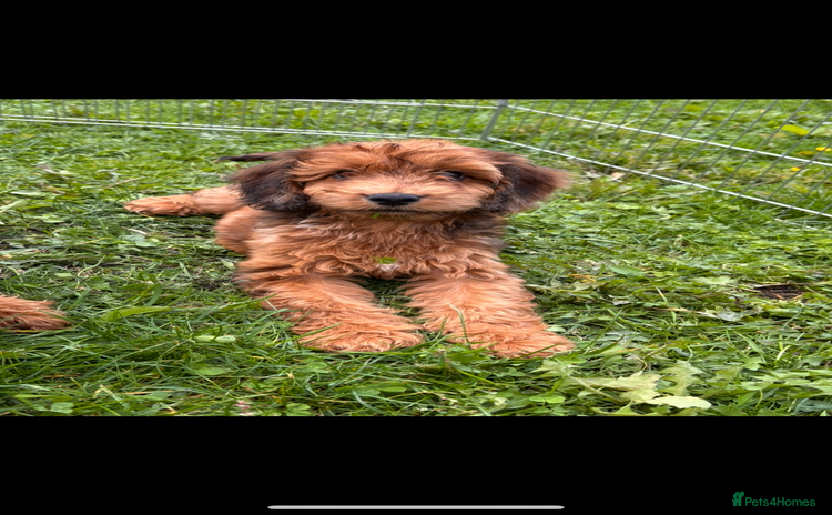 Irish Doodle dogs - Advert 4
