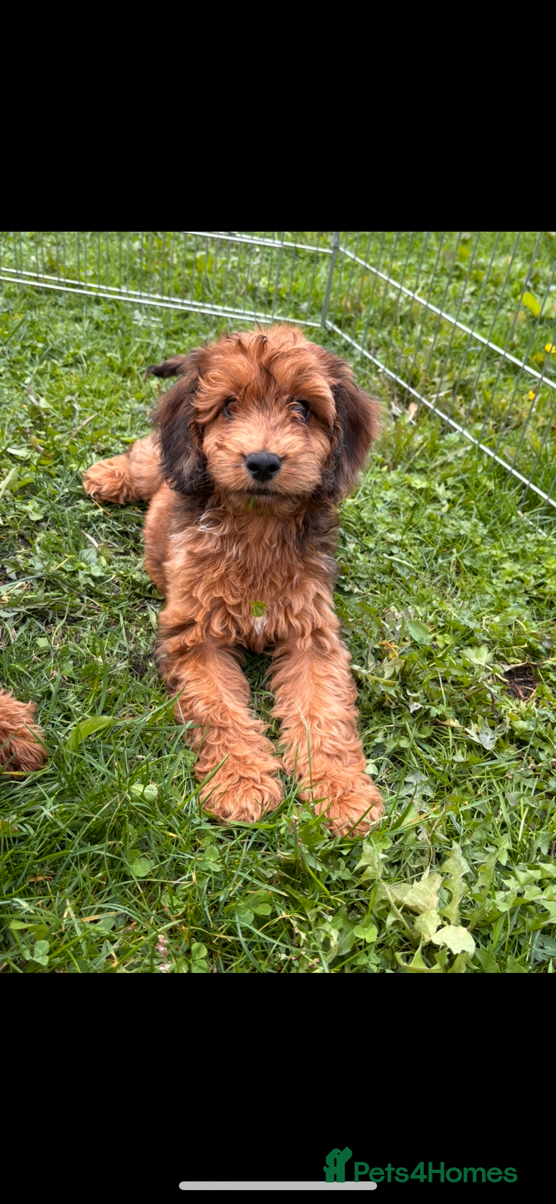 Irish Doodle dogs for sale: REDUCED F1 Miniature Irish Doodle - Image 1
