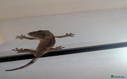Gecko reptiles for sale: Crested Gecko + Tank - Image 4